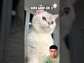 Kuku buat ambil kue #funny #cat #comedy #diy #memes #cats #birthday #cake