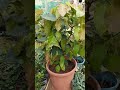 wow ficus virens