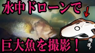 ロクマルの群れの中に水中ドローンを突撃させてみた！