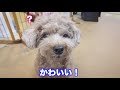 ついにパンツカット完成！？子犬のトリミング後が可愛すぎたw【トイプードル】