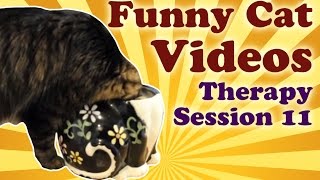 Funny Cat Videos Therapy 11: Cat vs The Kitty Cookie Jar