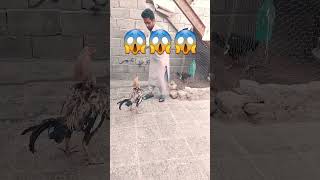 😱😱وای این خروس چقد وحشی‌ هست 😱😱لايک کامنت یادت نره رفیق 🤯🤯