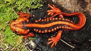 'New Addition': Emperor Newts (Tylototriton shanjing) || Mandarin-Krokodilmolche ziehen ein