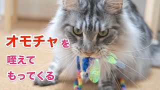 おもちゃを咥えて持ってくる、わんこのようなねこ【大きい猫 メインクーン】