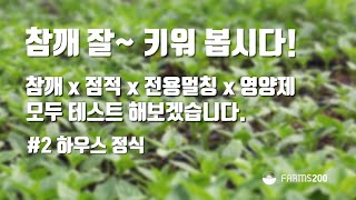 펠렛코팅 참깨 잘 키워봅시다! #2 하우스 정식, 점적x전용멀칭비닐x영양제 테스트