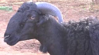 Black deccani ram in hubli