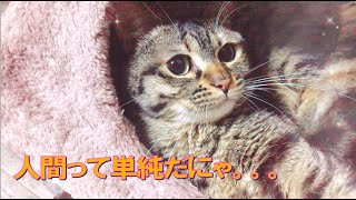 媚び売り合戦〜父と母の攻防〜【保護猫あんじゅ】