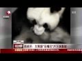 實拍熊猫生子瞬間 幼崽被射出身體