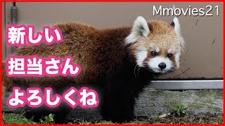 飼育員さんに洗ってもらうレッサーパンダ「ココ」　Red Panda and Keeper