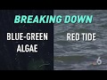 Breaking Down Red Tide and Blue-Green Algae