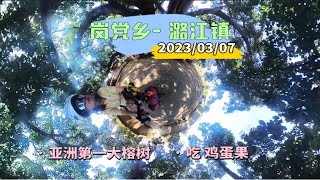 骑行G219｜去咖啡小镇潞江坝的路上 看亚洲第一大榕树