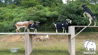 【上の放牧場】ヤギたち眺めるだけで幸せを感じるひと時　2023年8月14日 goat farm 吉がけ牧場