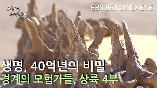 생명 40억년의 비밀. 경계의 모험가들, 상륙 4부