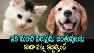 ఇంట్లో పెంపుడు జంతువులు ఉంటే పన్ను | Punjab government Imposes tax for keeping pets like dog and cat