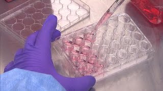 Why Science Can T Find Cure For Common Cold