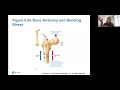 Ch. 6 (Bone and Skeletal Tissue) Video