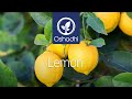 Lemon (Citrus limon) and Citrus | Essential-Oil-Plant Portrait by Dr. Malte Hozzel