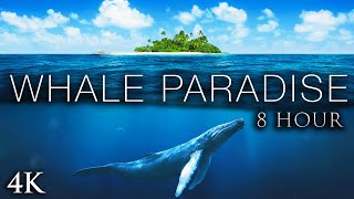 WHALE PARADISE - 8 Hour Extended Version + Calming Music for Stress Relief