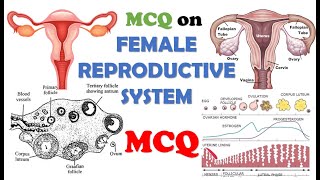 MCQ on Female Reproductive System | Everything You Wanted to Know About Female Reproductive System