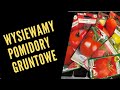 Pomidory gruntowe - wysiew pomidorów gruntowych, pielęgnacja rozsady, pikowanie pomidorów.