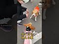 ビーグル栗🌰吠える　 ビーグル beagle 比格犬 かわいい 犬 萌 ペット beagles 大阪 dog pet