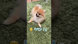 念願の『バン』😊 #pomeranian #ポメラニアン #きなこ #小型犬 #dog #shorts #कुत्ता #विभिन्न #芸