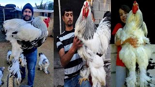 imported ring birds chiken Farming king Shamo @HSNEntertainment