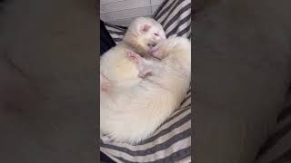 兄弟でネンネするフェレット#shorts #ferret