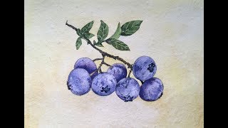 How to paint blueberry in watercolor | fruit painting in watercolor | easy step by step painting