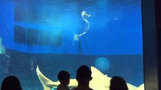 ジンベイザメ・美ら海水族館【沖縄】