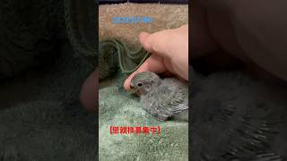 コザクラノーマルすぐお迎え可能#shorts#コザクラインコ里親様募集中