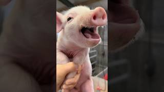 Laughing pig. #shortsfeed #viralvideo #viral #funnyvideo #pig #piggy #piglet #petlover #pets #cute