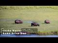 Botswana & Zimbabwe Ultimate Safari Adventure | Chobe National Park Game Drive 1