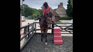 Marty - Approx 16hh, 4 year old ID x gelding