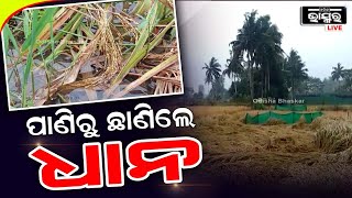 ପୁରୀ ଜିଲ୍ଲାରେ ବ୍ୟାପକ ଫସଲ କ୍ଷତି: ଅଦିନିଆ ବର୍ଷା ଯୋଗୁ ଚାଷ ଜମିରେ ପଶିଛି ଅଣ୍ଟେ ଅଣ୍ଟେ ପାଣି