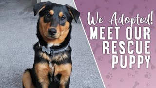 RESCUE DOG'S FIRST WEEK | Meet Our Romanian Rescue Puppy 🐶💕