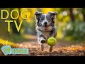 DOG TV: Video Entertainment Your Dogs for Hours While You're Away - Best Anti-Anxiety Dogs Music