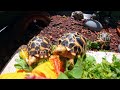 indian star tortoise care guide the indian star tortoise space coast tortoise