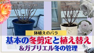 【バラ】鉢植えバラ強剪定と植え替え&ガブリエルの剪定植え替え【冬の管理】