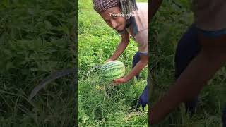 তরমুজWatermelon #তরমুজ #watermelon #watermelonjuice #watermelonsugar #fruit #fruitjuice #vairalvideo