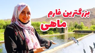 معرفی بزرگترین فارم ماهی در افغانستان