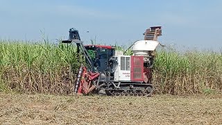 Yanmar sugar cane Harvester in Thailand Sugar cane Farming. Season 2022/2023