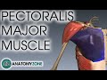 Pectoralis Major Muscle Anatomy | AnatomyZone