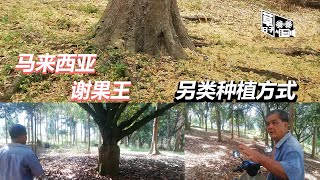 谢果王 另类种植方式 一颗树可以比你一亩地 | 草日子