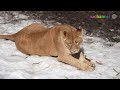 【旭山動物園ライオン】オリトファミリー「春の獅子団子＆イトの映像あり」プレミア公開　2024.3.17