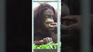 食事をするボルネオオランウータン　釧路動物園　Bornean Orangutan eating a meal