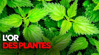 Les plantes peuvent-elles vraiment soigner le cancer ? - Enquête - Santé - AMP