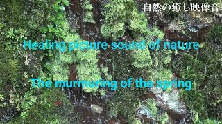 自然の音【自然の癒し映像音】群生する苔を滴る湧き水の癒し音、睡眠　Healing sound of the spring dripping with moss growing in colonies