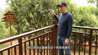 君臨茶瓷語貢 “班章為王易武為后”來看看老班章古樹茶園的茶王樹 普洱茶