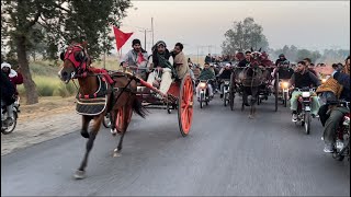 Lal Shehzada vs Lachi horse race |tanga race in Pakistan